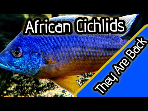 African Cichlids Are Back and So am I FISH ROOM UPDATE_
The Africans are back and so am I. Come and join me on a fish room update and the 