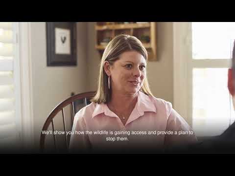 AAAC Wildlife Removal - Palm Beaches - Raccoon Removal Palm Beaches