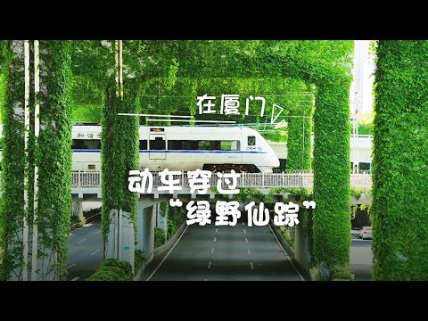 猫の動画サムネイル - 【大陸】在廈門！動車穿過「綠野仙蹤」