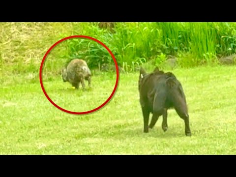 猫の動画サムネイル - 家に謎の野生動物が出現したらワンコがまさかの行動に。。