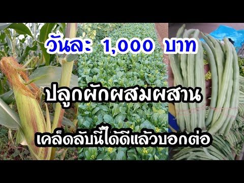 ป้าจอย เกษตร 5 G ทำเกษตรยังไงให้รอดเคล็ดลับการปลูกพืชผสมผสานปลูกยังไงถึงขายได