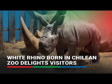 White rhino born in Chilean zoo delights visitors | ABS-CBN News
