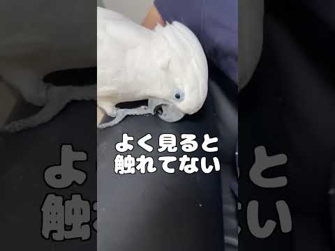 撫でないなら先に撫でようとする知的オウム #shorts