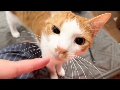 寝る前に子猫と雑談してみた。