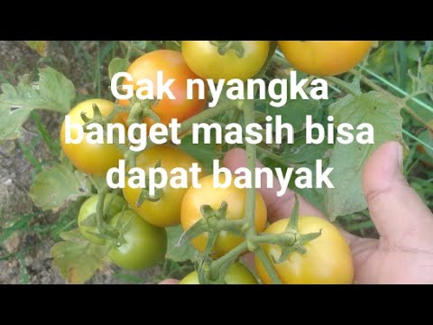 Panen sisa kebanjiran