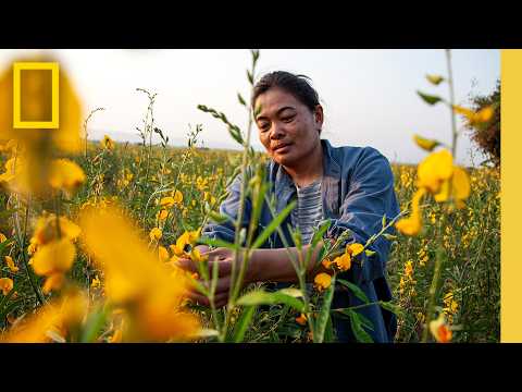 Regeneration in Action | Farming Preservation in Thailand | National Geographic