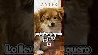 Convertí a mi PERRO en Japonés! 🎌
