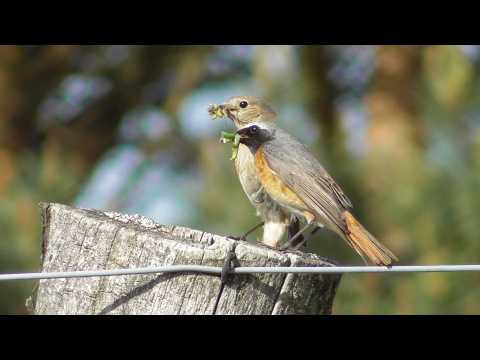 Fleißige Gartenrotschwänze (Common redstart, Phoenicurus phoenicurus)