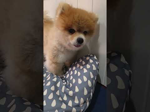 สงสารจัง ออสก้าเป็นหลอดลมตีบ หายใจแบบนี้เลย #dogshorts #doggielife #pets