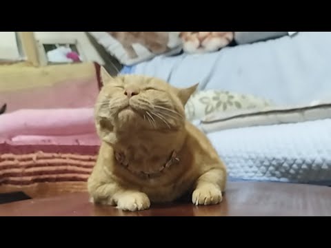 2025年9月5日 麦ちゃんの猫ライブ配信で癒されよう サムネイル