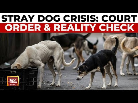 Stray Dog Crisis: Rising Bites, Rabies Deaths & Court's Shelter Order | Delhi NCR News | India Today