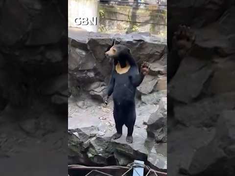English zoo confirms bear in China is NOT a person in a costume #animals #funny #GBNews