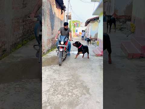 Rottweiler Max’s Adorable Reaction When the Bike Starts 🏍️😍 #Rottweiler #RottweilerLove #reaction