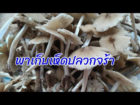 เก็บเห็ดปลวกพี่น้องจ๋า เก็บเห็ดปลวกพี่น้องจ๋า