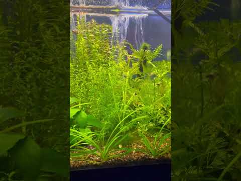 New Black Ruby Barb Juveniles. #aquarium #tropical 