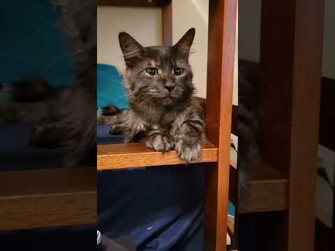 Tulalit tut tat #catvideos #catlover #cats #cat #catlovers #catholic