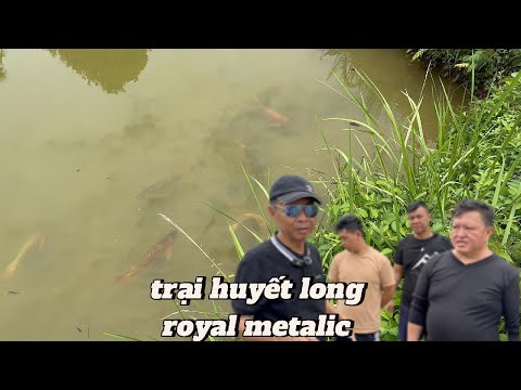 Ao cá giống huyết long trại ROYAL METALIC tại PONTIANAK - INDONESIA.