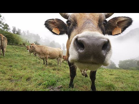 El trabajo de los ganaderos y el secreto de la exquisitez de la carne de vacuno asturiana y gallega