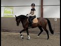 Show jumping horse Super knap en getalenteerd jong springpaard te koop!