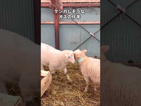 【石狩ひつじ牧場】オスの仔羊の小競り合い