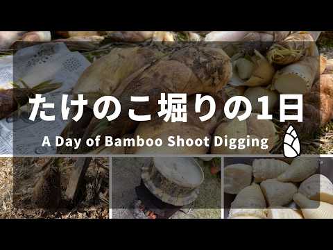 タケノコ掘りの1日の流れ(朝掘り〜下茹で作業)