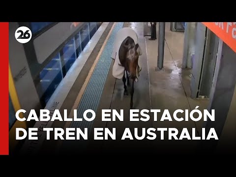 Sorpresa en estación de tren de Australia: un caballo paseó por el anden