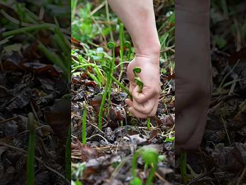 how to forming #cooking #food #villagelife #fruit #pepperspray #farming #forageharvest #garden