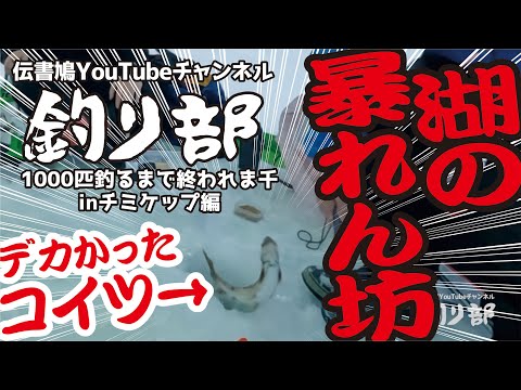 伝書鳩YouTubeチャンネル 釣り部 〜1000匹釣るまで終われま千 in チミケップ編〜
