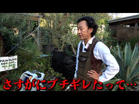 【ブチギレ】20年経ったいまだから話せるわ【カーメン君】【園芸】【ガーデニング】