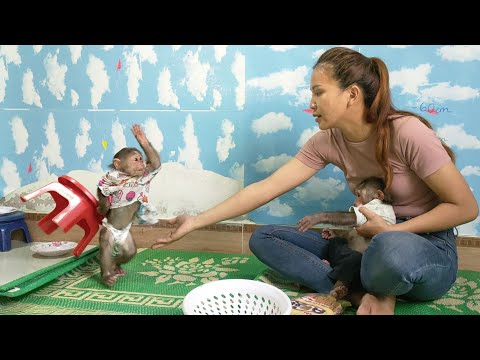 Baby monkey Mimi's hard work is rewarded with cake by Mom