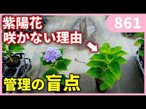 【知らないと後悔する】来年紫陽花が咲きません by 園芸チャンネル 861 #園芸 #ガーデニング #初心者