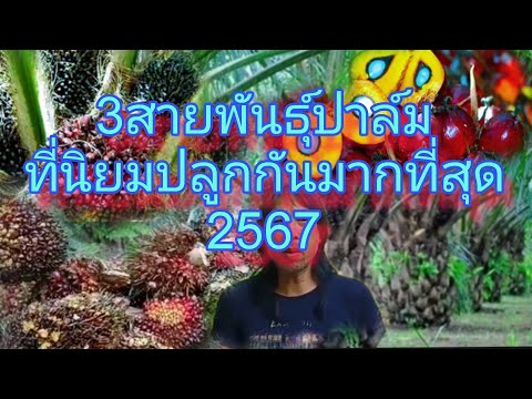 พันธุ์ปาล์มที่ปลูกในประเทศไทยม