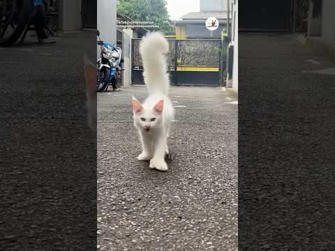 ふわふわの猫のしっぽをご紹介します サムネイル