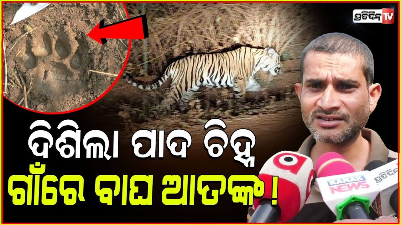 ଗାଁ ରେ ବୁଲୁଛି ମହାବଳ ବାଘ, ଆତଙ୍କିତ ଅସନବଣି ଗ୍ରାମବାସୀ । Tiger spotted in Kaptipada , Mayurbhanj