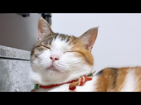 30年ぶりの888猫の日(令和8年8月8日)らしい