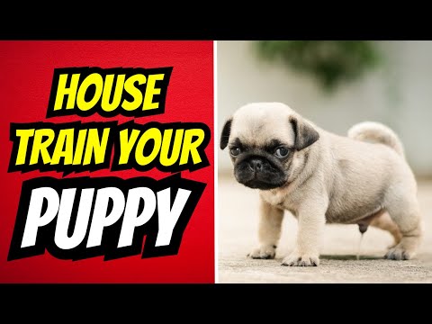 Puppy HOUSE TRAINING HACKS You Can Use NOW! The Ultimate Puppy House Training Guide.