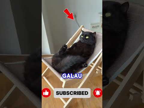 si kang ngelamun #kucinglucu #shortvideo #cat #viral #kucing #trending #ikantongkol