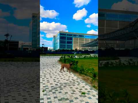 #pets #dogs #love #trend #viral #shorts #viralshorts #viralvideo #nature #sky #blue #boxerdog #life