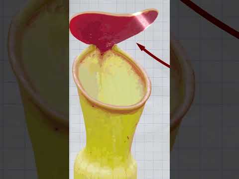 These carnivorous plants evolved deadly lids