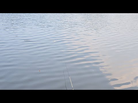 Kotomono angler sedang live mancing belanak