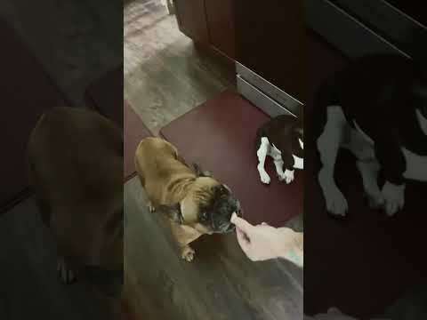 Chew sounds 🤭 #shorts #frenchbulldog #asmr