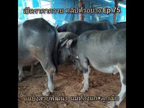 เปิดราคาควาย-คลิปตัวอย่าง-Ep.7 เปิดราคาควาย-คลิปตัวอย่าง-Ep.7