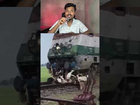 Tragic Train Accident: 35 Goats Lose <strong>Their</strong> <strong>Lives</strong>