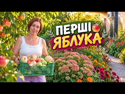 Перший врожай ‼️ Розсада Гейхери