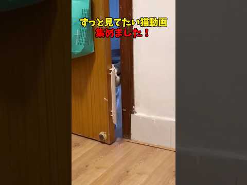 猫の動画サムネイル - もっと、ずっと、ネッコ❤️ #猫 #cat #cats #cute