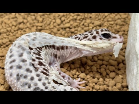 ヤモリの脱皮が見ているだけで気持ち良過ぎる