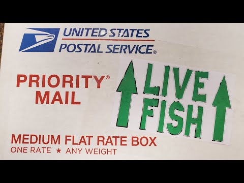 How To Ship Fish Cheaply And Safely In The Mail With the current state of things, buying and selling fish online has never been more common! Learn h