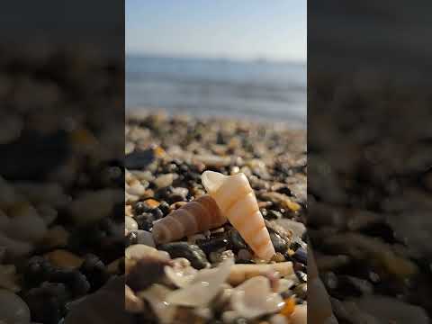 seashells by the beach