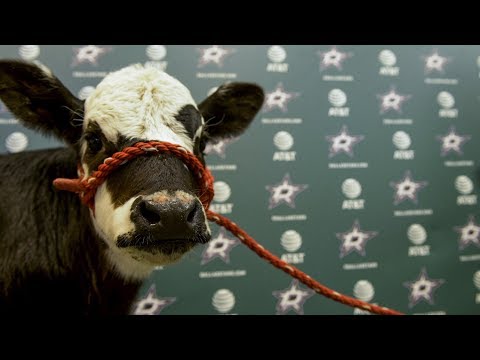 Dallas Stars adopt cow as official team pet video clip