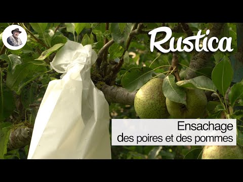 L'ensachage des pommes et des poires